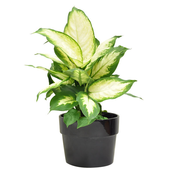 Costa Farms 12" Dieffenbachia Plant in Planter & Reviews